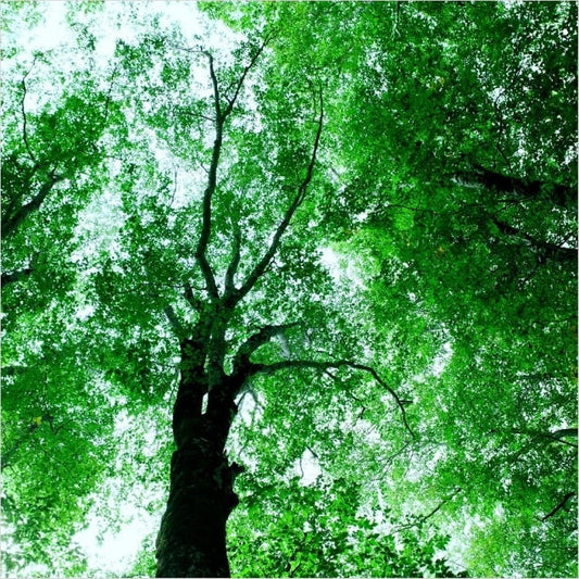 IGREBOW 写真の正方形トリミング（作品全体・額装は後続画像）