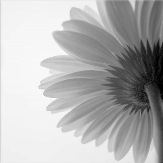 IGREBOW 写真の正方形トリミング（作品全体・額装は後続画像）