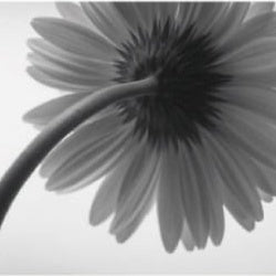 IGREBOW 写真の正方形トリミング（作品全体・額装は後続画像）