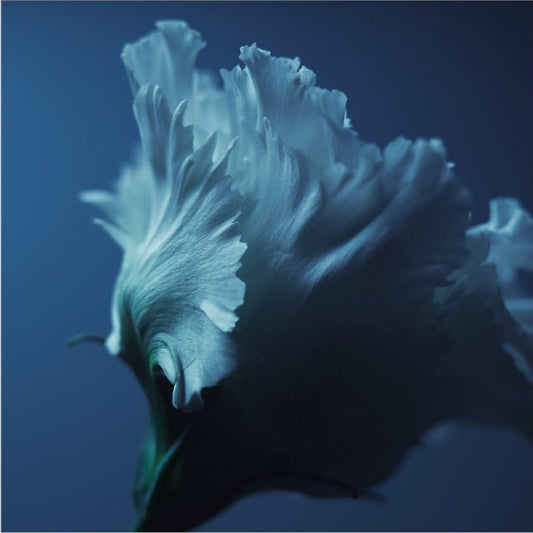 IGREBOW 写真の正方形トリミング（作品全体・額装は後続画像）