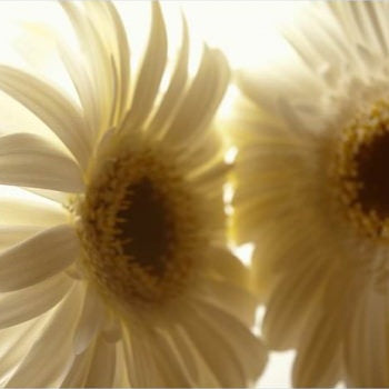 IGREBOW 写真の正方形トリミング（作品全体・額装は後続画像）