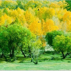 IGREBOW 写真の正方形トリミング（作品全体・額装は後続画像）