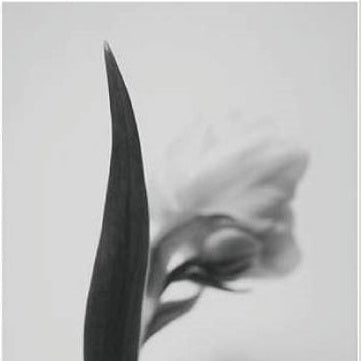 IGREBOW 写真の正方形トリミング（作品全体・額装は後続画像）