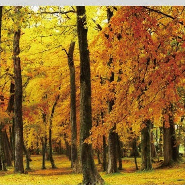 IGREBOW 写真の正方形トリミング（作品全体・額装は後続画像）