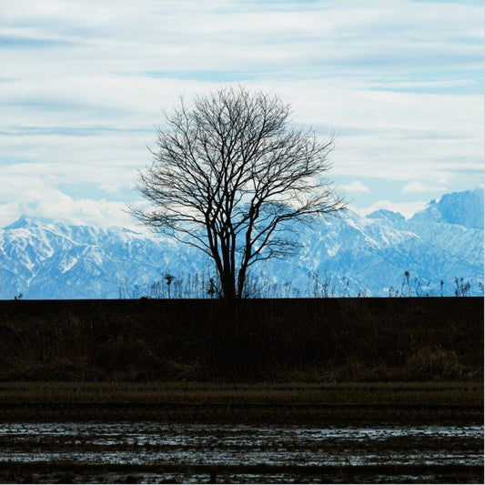 IGREBOW 写真の正方形トリミング（作品全体・額装は後続画像）