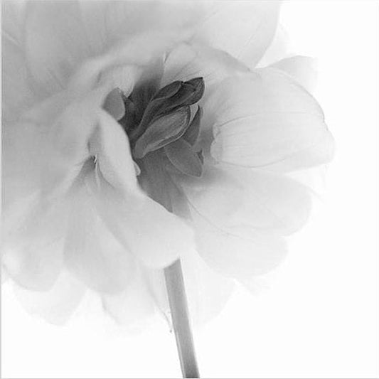 IGREBOW 写真の正方形トリミング（作品全体・額装は後続画像）