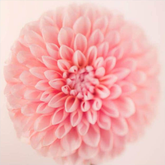 IGREBOW 写真の正方形トリミング（作品全体・額装は後続画像）