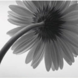 IGREBOW 写真の正方形トリミング（作品全体・額装は後続画像）