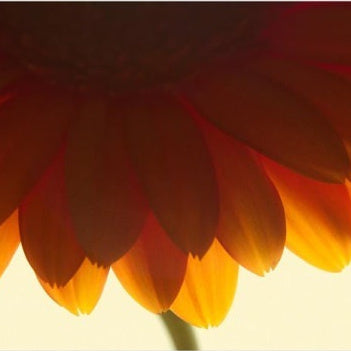 IGREBOW 写真の正方形トリミング（作品全体・額装は後続画像）
