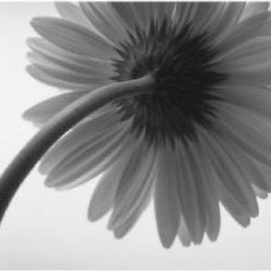 IGREBOW 写真の正方形トリミング（作品全体・額装は後続画像）