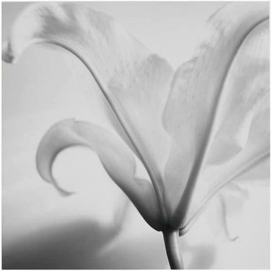 IGREBOW 写真の正方形トリミング（作品全体・額装は後続画像）