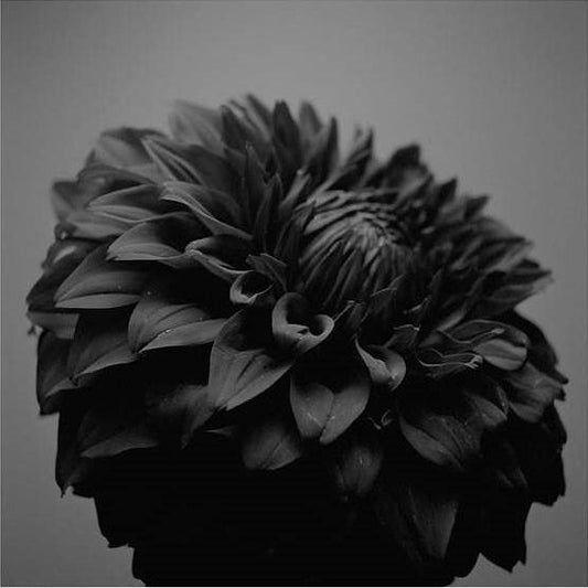 IGREBOW 写真の正方形トリミング（作品全体・額装は後続画像）