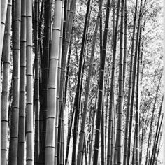 IGREBOW 写真の正方形トリミング（作品全体・額装は後続画像）