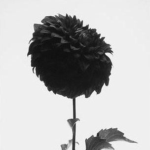 IGREBOW 写真の正方形トリミング（作品全体・額装は後続画像）