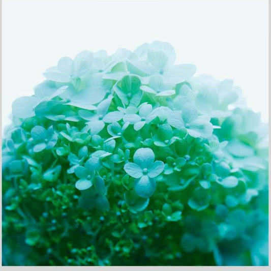 IGREBOW 写真の正方形トリミング（作品全体・額装は後続画像）